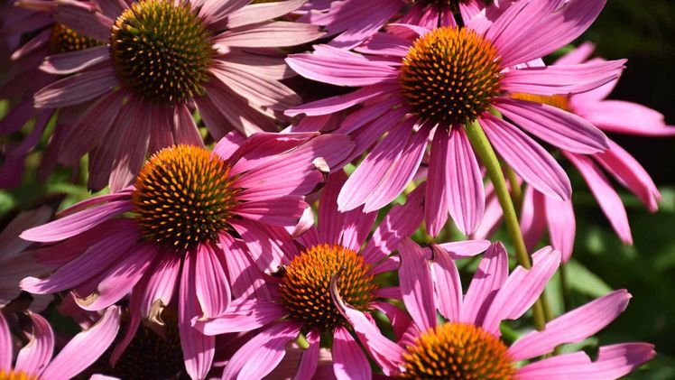 Der Purpur-Sonnenhut steht in voller Blüte auf dem Landesgartenschaugelände. Bild: Nina Meise, Landesgartenschau Kamp-Lintfort 2020 gGmbH.