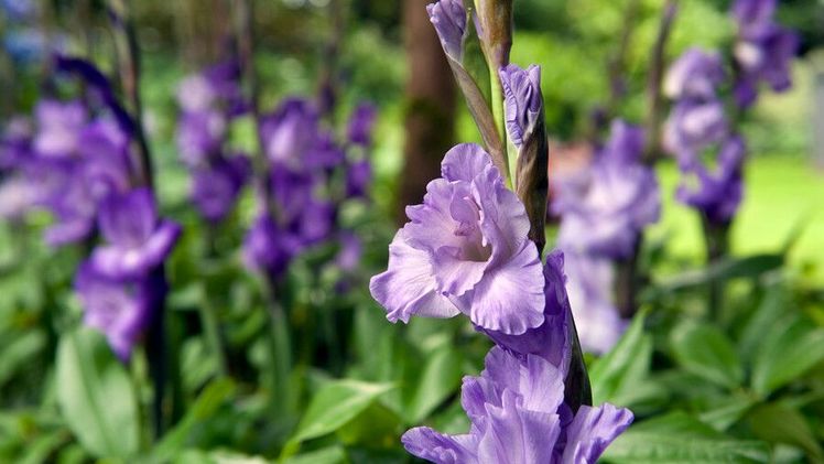Für welche Gladiolen man sich auch entscheidet, sie sind alle ein Blickfang. Bild: iBulb.