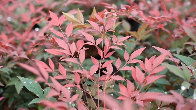 Nandina domestica 'Obsessed'. Bild: Baumschule Martens.