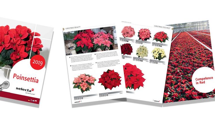 Selecta one stellt neuen Poinsettien-Katalog 2019 vor. Bild: Selecta one.