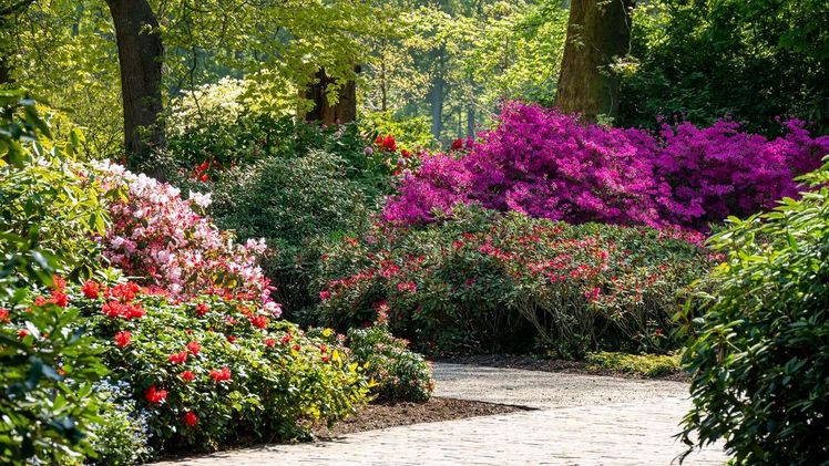 Der Rhododendrongarten blüht auf. Bild: Schlossgärten Arcen.