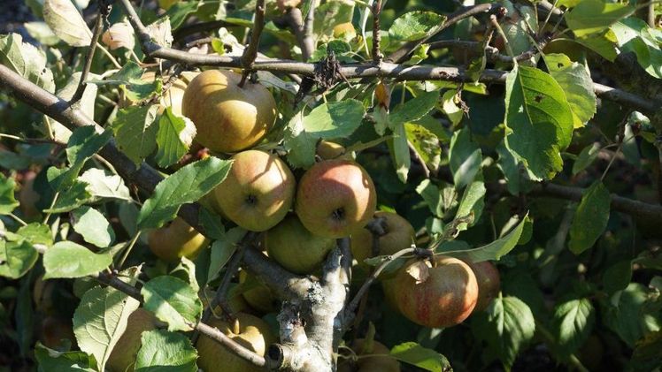 Der Streuobstpakt hat zum Ziel, diese Tradition aufleben zu lassen und gleichzeitig den Natur- und Artenschutz zu unterstützen. Bild: GABOT.