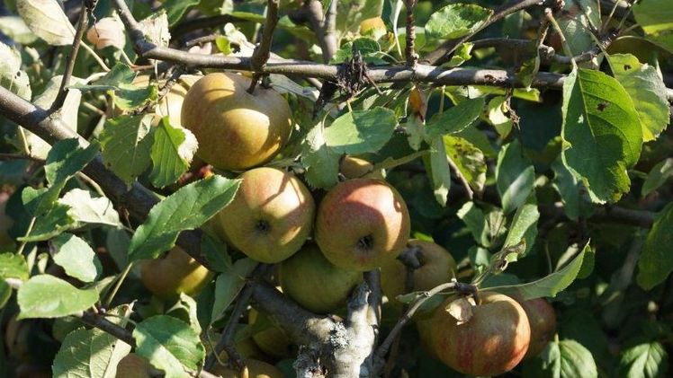 Volle Bäume und große Früchte. Bild: GABOT.