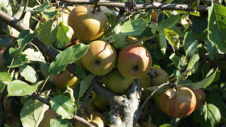 In der Schweiz waren in diesem Jahr die Apfelerträge überdurchschnittlich. Bild: GABOT.