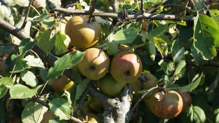 In Mecklenburg-Vorpommern wachsen Äpfel auf 1.686 Hektar. Bild: GABOT. 