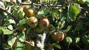 Bis es soweit ist, müssen Apfelbäume allen Schädlingen trotzen. Bild: GABOT.