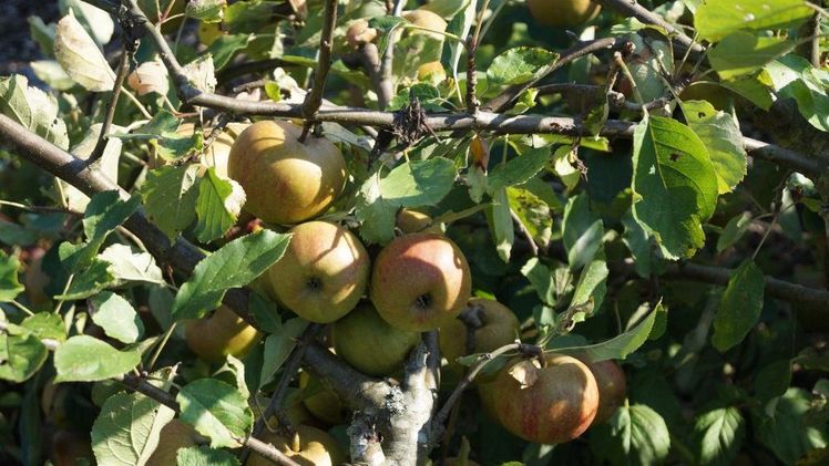 In Brandenburg gibt es in diesem Jahr weniger Äpfel an den Bäumen. Bild: GABOT. In Brandenburg gibt es in diesem Jahr weniger Äpfel an den Bäumen. Bild: GABOT.
