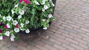 Blumenkübel sind keine übliche Gehwegnutzung. Bild: GABOT.