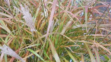 Miscanthus sinensis 'Lady in Red'. Bild: GABOT.
