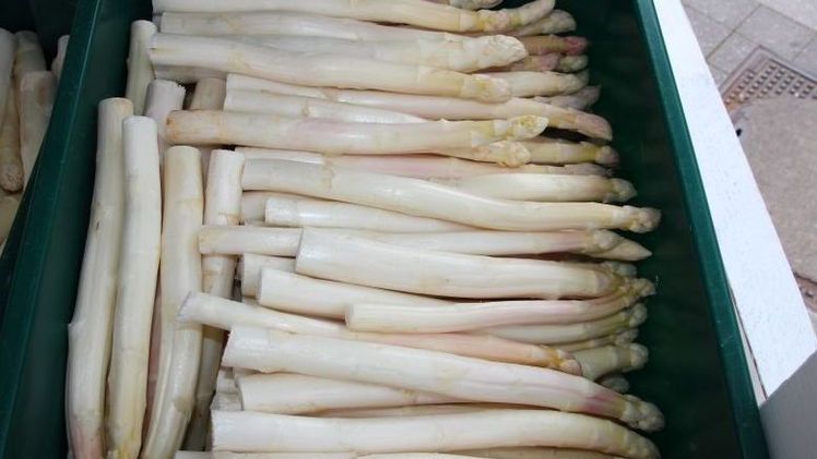 Die Sonne bringt den Spargel in Schwung. Foto: Landvolk.