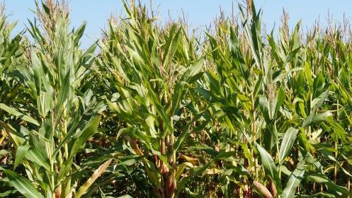 Phosphor ist als knappes, aber essenzielles Nährelement unersetzlich. Bild: GABOT.