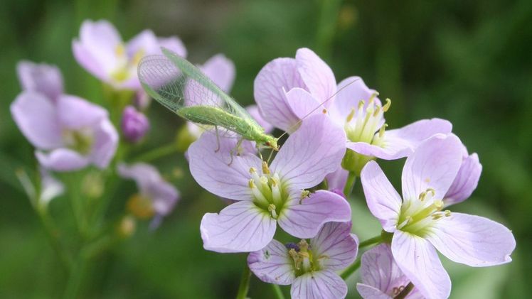 Schwerpunkte sind in diesem Jahr Pflanzenschutz, Boden und Biodiversität. Bild: „Natur im Garten“/Brocks.