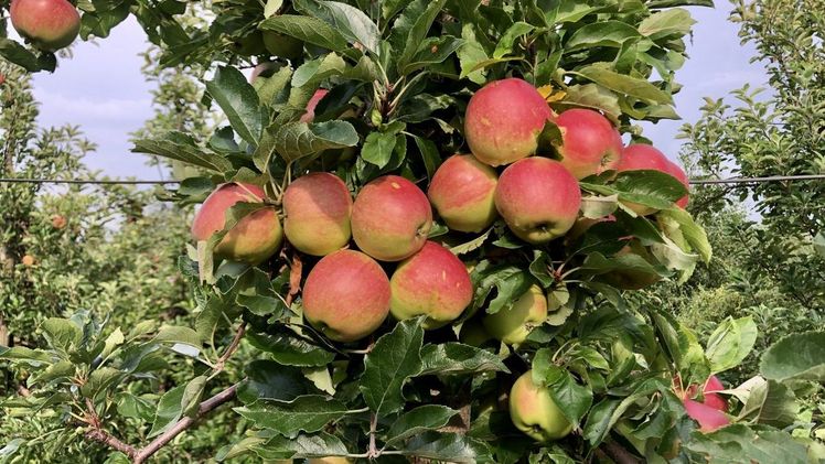 Claus Schliecker, Vorsitzender der Fachgruppe Obstbau im Landvolk Niedersachsen erwartet eine Apfelernte in Höhe von rund 320.000 Tonnen im Alten Land. Bild: Landvolk. Claus Schliecker, Vorsitzender der Fachgruppe Obstbau im Landvolk Niedersachsen erwartet eine Apfelernte in Höhe von rund 320.000 Tonnen im Alten Land. Bild: Landvolk.
