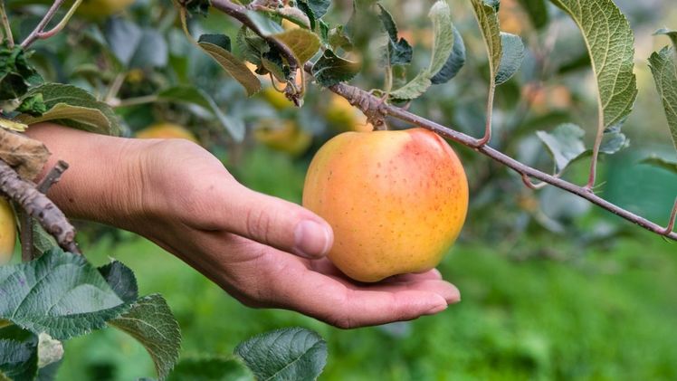 Kissabel® Orange und Kissabel® Jaune sind zwei Apfelsorten mit farbigem Fruchtfleisch. Bild: Kissabel®.