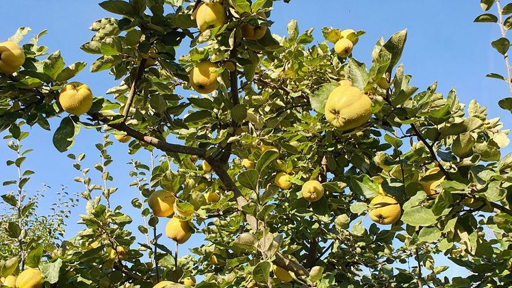 Nur 7 Betriebe in Sachsen-Anhalt bauen Quitten an. Bild: Privat.