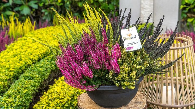 Die Ewigheid-Schalen lassen sich unkompliziert in die Grabgestaltung integrieren. Bild: Gardengirls.