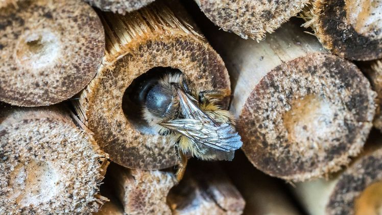 Im Kampf gegen das Bienen- und Insektensterben finden Hobbygärtner bei toom ein großes Angebot an bienenfreundlichen Pflanzen, Erden und Saaten. Bild: toom / Shutterstock.