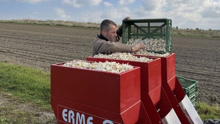 Für das Setzen der Knoblauchzehen setzt Beat Stump auf eine Knoblauch- und Zwiebelsetzmaschine aus Frankreich. Bild: Renate Hodel.