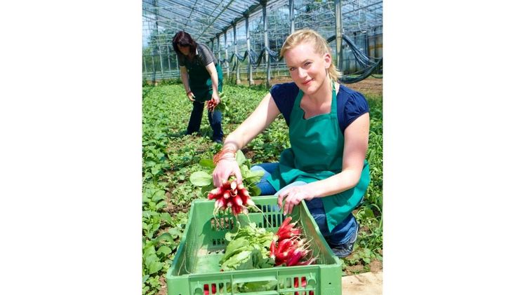 Gemüsegärtner:innen sorgen für ein breites Spektrum an leckeren und gesunden Gemüsesorten. Neben gängigen Arten wie Radieschen, kultivieren sie auch immer häufiger vergessene Gemüsearten. Bild: GMH.