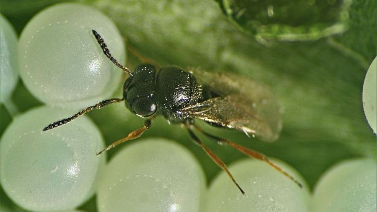 Eine Samauraiwespe, die das Eigelege einer Halyomorpha parasitiert. Bild: Klaus Schrameyer, LTZ. Eine Samauraiwespe, die das Eigelege einer Halyomorpha parasitiert. Bild: Klaus Schrameyer, LTZ.