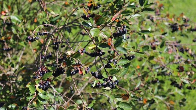 Die Aronia stammt ursprünglich aus Nordamerika und Kanada. Bild: (sf).
