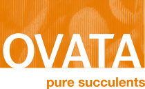 Der niederländische Sukkulentenproduzent Ovata erweitert seine 7,2 ha große Gewächshausfläche um weitere 3,1 ha.