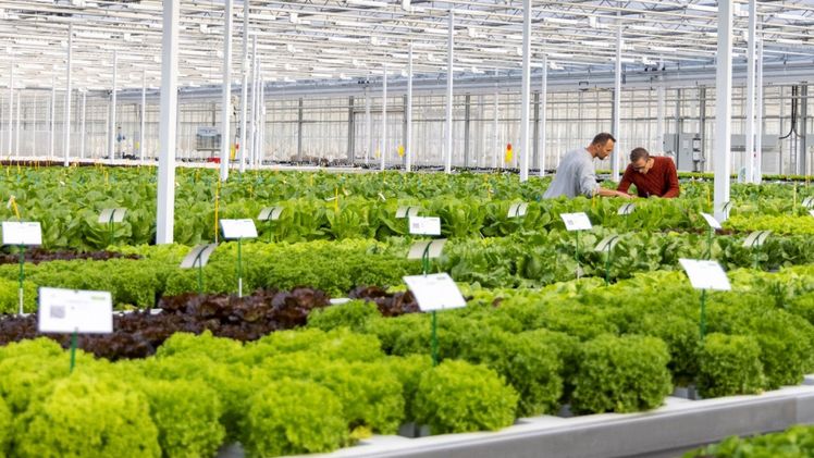 Rijk Zwaan bleibt auf Wachstumskurs. Bild: Rijk Zwaan.