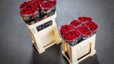 Ab Montag, dem 29. Juni können die Rosengärtner im neuen Eimer liefern. Bild: Royal FloraHolland.