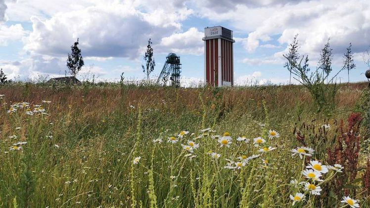 Nach dem Verblühen der weiß blühenden Margeriten ist der richtige Mahdzeitpunkt gekommen. Bild: Stefan Büschken.
