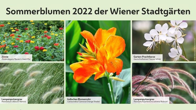 Ein bunter Mix an Zinnien und Lampenputzergräser sorgt schon bald für farbenfrohe Abwechslung in der Stadt! Bild: Stadt Wien.