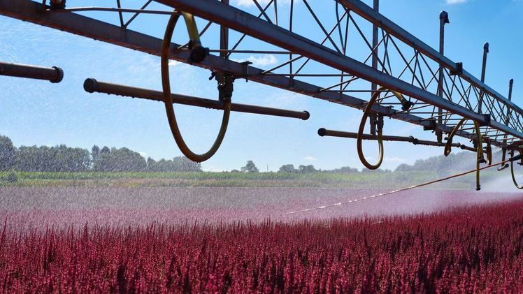 Bewässerungstechnik bei Baumschule Hemmje. Bild: Hemmje.