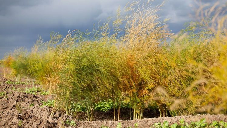 Damit die Spargelpflanze im nächsten Jahr wieder kräftig austreiben kann, haben die Spargelanbauer auch jetzt viel zu tun. Bild: GMH/VSSE.
