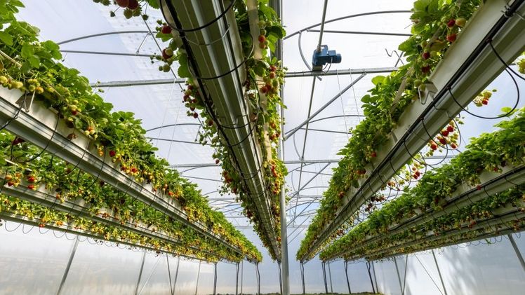 Folientunnel mit AirVent-Fruchtabdeckung. Bild: Growtec.