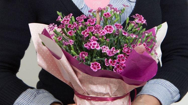 Kommunikationsmaßnahmen für Mininelke Pink Kisses®. Bild: Selecta one.