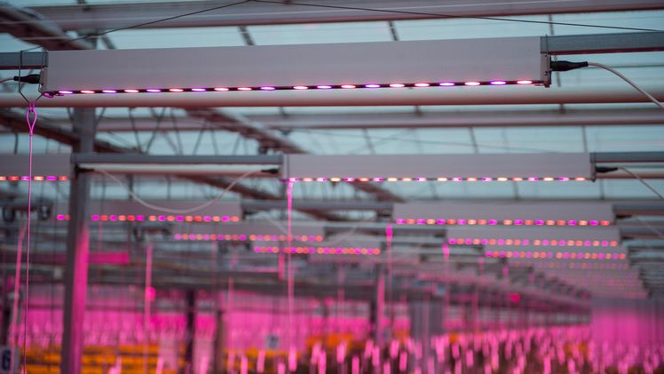 Im Vergleich zu 1000W HPS-Lampen erzeugt Philips GreenPower LED-Belichtung die gleiche Lichtmenge bei 50% weniger Energieverbrauch und geringer Wärmestrahlung. Bild: Signify. 
