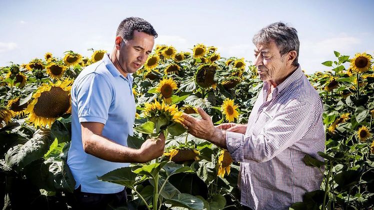 BASF steigt in den Markt für Sonnenblumensaatgut ein und bietet damit den Anbauern von Sonnenblumen in Europa eine noch umfassendere Palette an landwirtschaftlichen Lösungen. Bild: BASF.