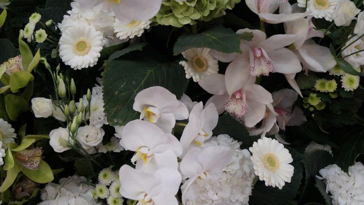 Decorum, die Premiummarke für Pflanzen und Schnittblumen, ist neuer Partner des Fachverband Deutscher Floristen e.V.. Bild: GABOT.