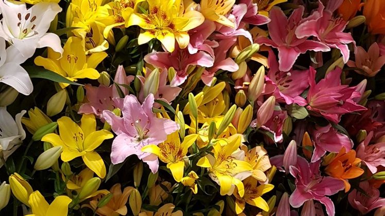 Die Dutch Lily Days finden vom 3. bis 6. Juni 2025 statt. Bild: GABOT.