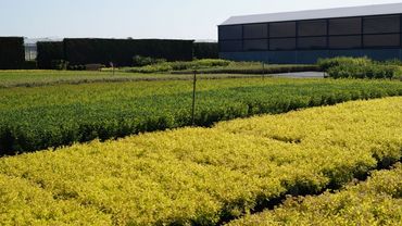 Impressionen von der Boomkwekerij Peers. Bild: GABOT.