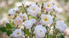 Die Namensgebung dieser Rose hat eine doppelte Bedeutung. Bild: © David Austin® Roses.