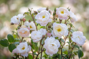 Die Namensgebung dieser Rose hat eine doppelte Bedeutung. Bild: © David Austin® Roses.