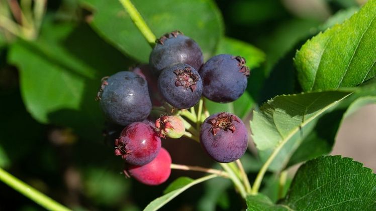 Saskatoon Berry® am Strauch. Bild: Saskatoon Berry®.