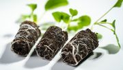 Jungpflanzen in Growcoon. Bild: Klasmann-Deilmann.