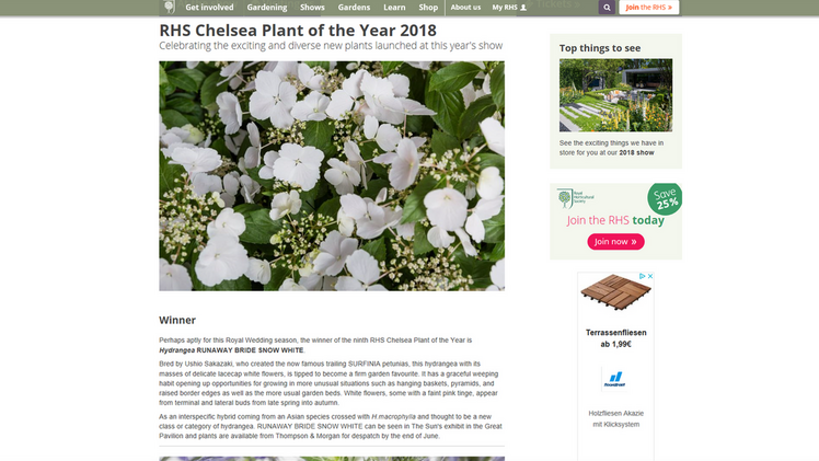 Pflanze des Jahres 2018: Hydrangea RUNAWAY BRIDE® 'Snow White'.