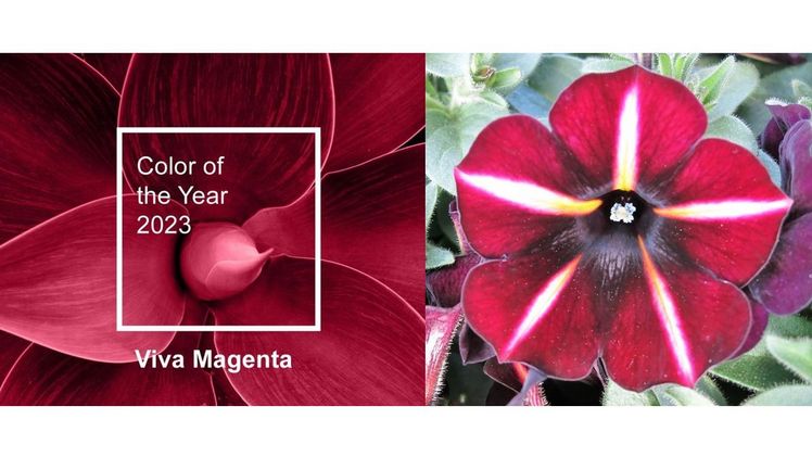 PrettyToonia® Black Cherry Stripes passend zur Farbe des Jahres 2023 Viva Magenta. Bild: Elsner pac. PrettyToonia® Black Cherry Stripes passend zur Farbe des Jahres 2023 Viva Magenta. Bild: Elsner pac.