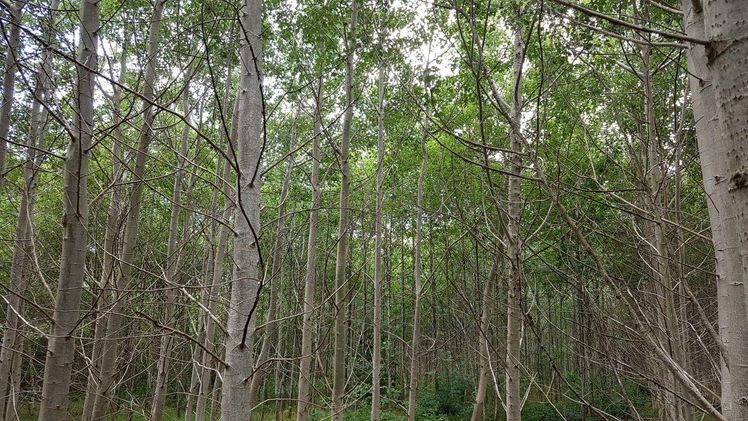 Die vergangenen Trockenjahre haben dem Wald stark zugesetzt. Bild: GABOT.