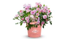 Die innovative Rose überzeugt mit über 175 Tagen Blüte, intensiver Farbwirkung und pflegeleichter Performance für moderne Gartenkonzepte. Bild: Amirose®.