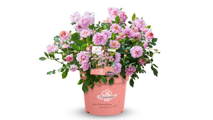 Die innovative Rose überzeugt mit über 175 Tagen Blüte, intensiver Farbwirkung und pflegeleichter Performance für moderne Gartenkonzepte. Bild: Amirose®.