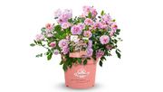 Die innovative Rose überzeugt mit über 175 Tagen Blüte, intensiver Farbwirkung und pflegeleichter Performance für moderne Gartenkonzepte. Bild: Amirose®.