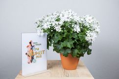 Pericallis x Hybride Senetti ® white der Firma MNP Flowers aus den Niederlanden ist Sieger in der Kategorie Frühjahrsblüher. Bild: ZVG.